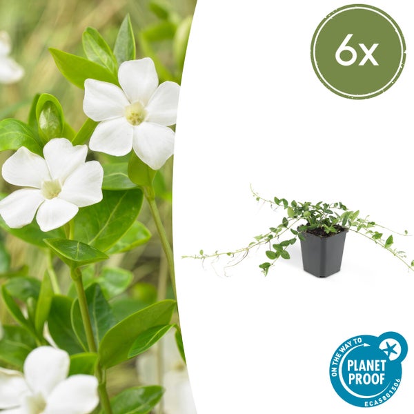 Bodendecker - Kleines Immergrün - Vinca minor 'Alba' - weißblühend - 9cm Topf - Set mit 6 Pflanzen