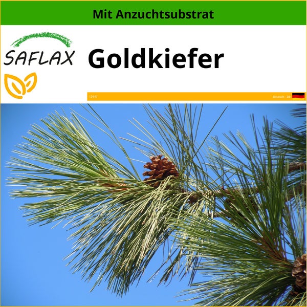 SAFLAX  - Goldkiefer - Pinus ponderosa - 20 Samen - Mit keimfreiem Anzuchtsubstrat