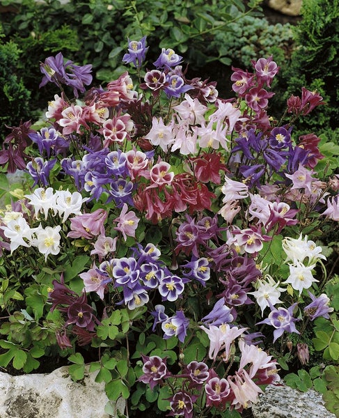 Aquilegia caerulea 'Biedermeier', Akelei, bunt, ca. 9x9 cm Topf