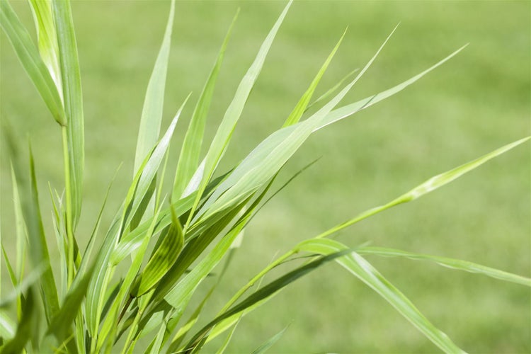 Hakonechloa macra, Japanisches Waldgras, ca. 9x9 cm Topf