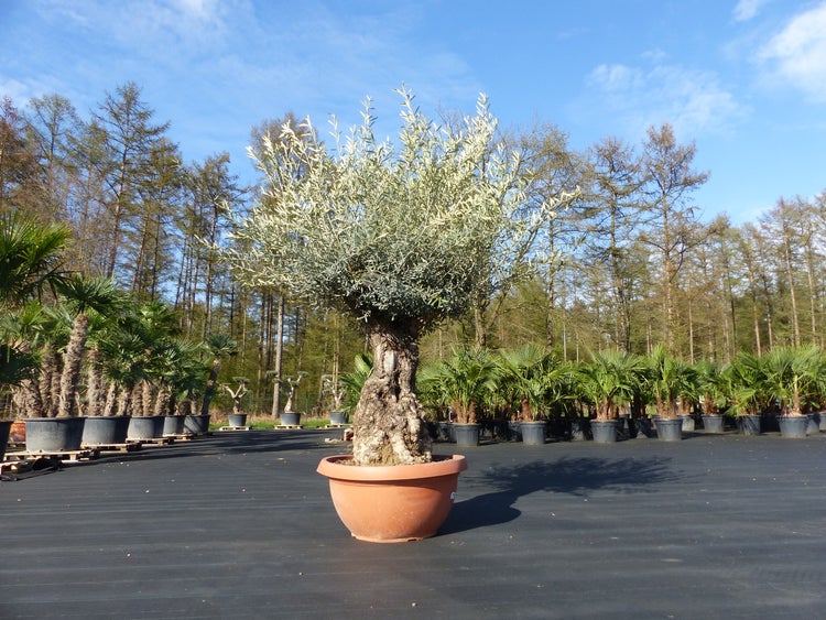 Olivenbaum mit knorrigem Stamm in einem großen terrakottafarbenen Topf auf einem Baumschulgelände unter freiem Himmel.