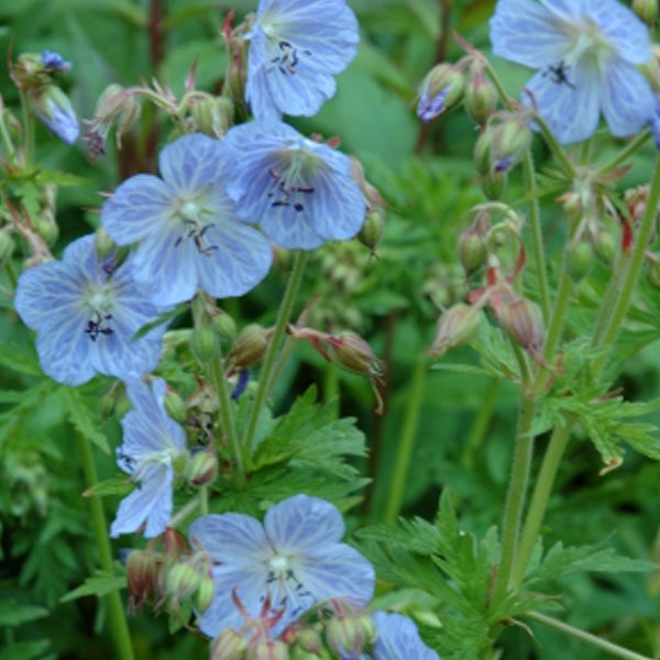 Nahaufnahme von blauen Storchschnabelblüten im Garten