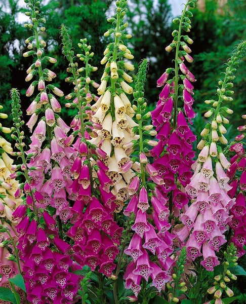Digitalis purpurea 'Foxy', Fingerhut, rosa, ca. 9x9 cm Topf