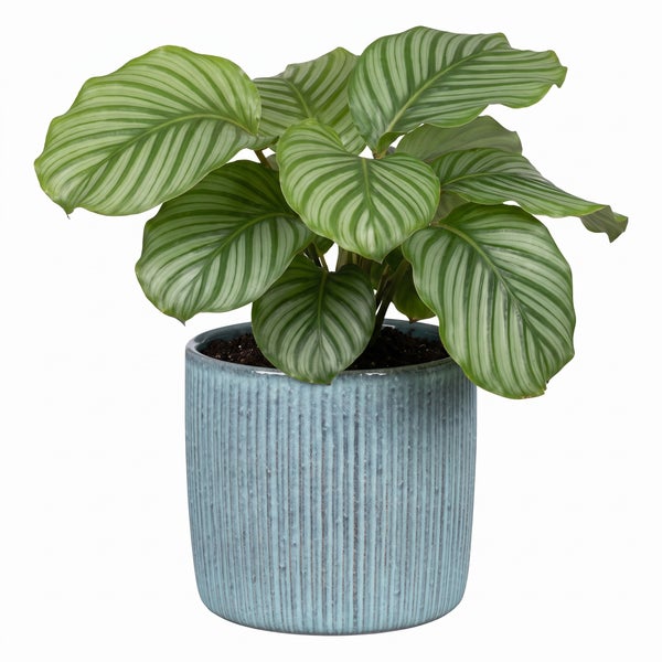 Calathea Orbifolia Zimmerpflanze in einem geriffelten Übertopf