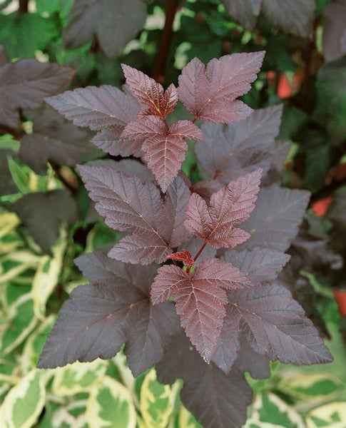 Physocarpus opulifolius 'Diabolo' -R-, Blasenspiere, 60–80 cm