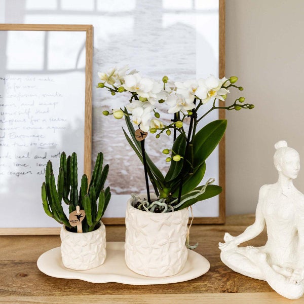 Kolibri Company Set Star Fish small Weiße Phalaenopsis Orchidee Lausanne und Sukkulente inkl. Keramik-Ziertöpfe auf weißem organischen Tablett