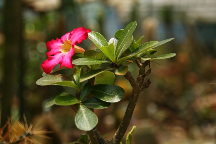 SAFLAX Geschenk Set - Wüstenrose - Adenium obesum - 8 Samen - Mit Geschenkbox, Versandaufkleber, Geschenkkarte und Anzuchtsubstrat