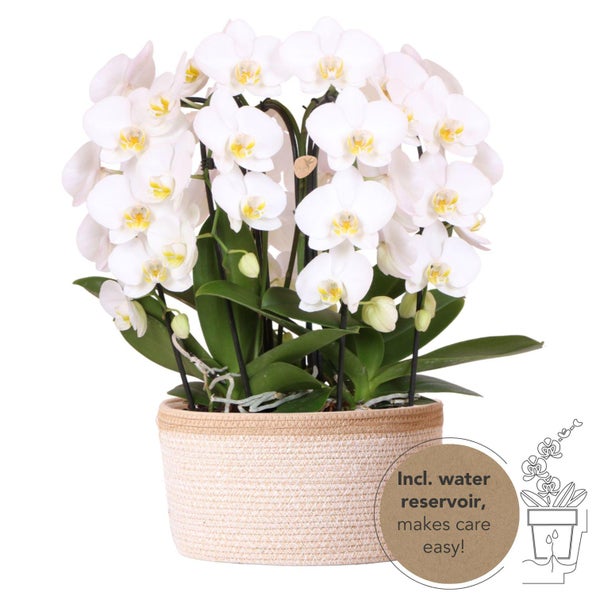 Kolibri Orchids weißes Orchideen-Set im Baumwollkorb inkl. Wassertank drei geschwungene weiße Orchideen Niagara Fall 12cm Mono Bouquet weiß mit Selbstversorger