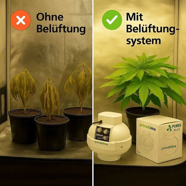 Vergleichsbild zeigt gesunde Pflanze mit Primaklima Belüftungssystem und welkende Pflanzen ohne Belüftung in einer Growbox.
