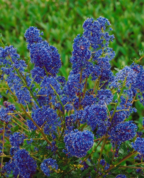 Ceanothus 'Blue Sapphire', Säckelblume, blau, 30–40 cm