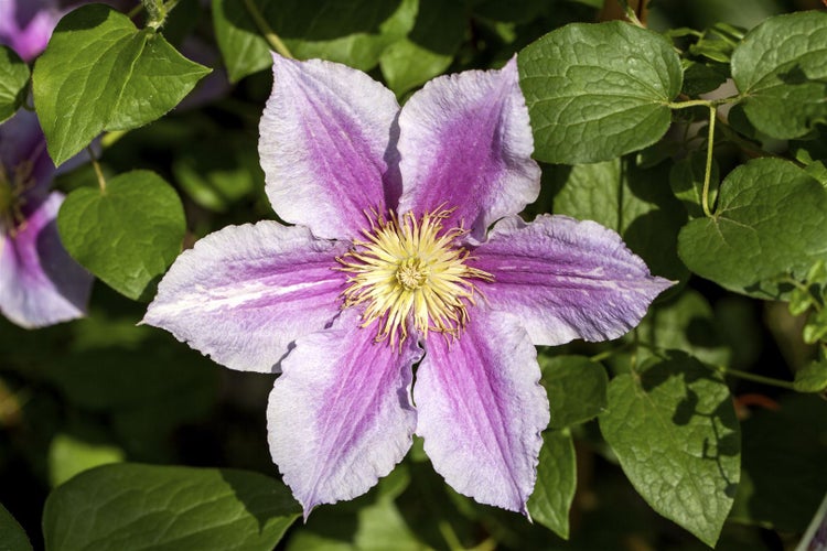 Clematis Hybride 'Piilu', Waldrebe, zweifarbig rosa, 100–150 cm
