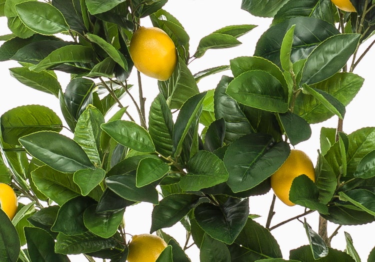 Zimmerpflanze Glücksfeder Zamioculcas zamiifolia in einem schwarzen Kunststofftopf