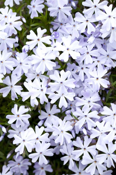 Phlox subulata 'Emerald Cushion Blue', Polsterphlox, blau, ca. 9x9 cm Topf