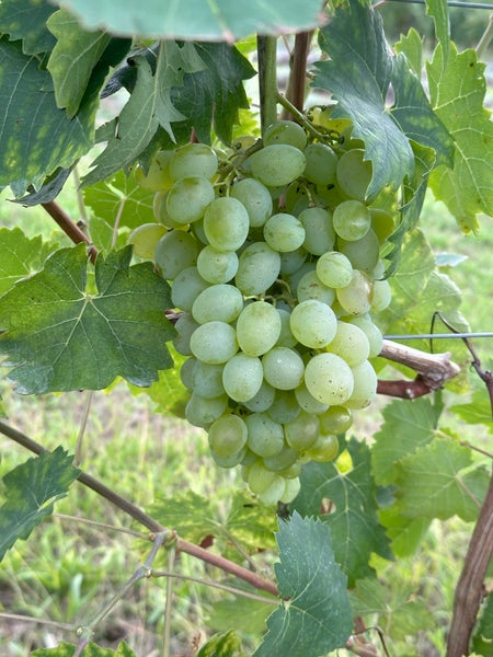 Eine Traube heller Weintrauben hängt an einem Rebstock mit grünen Weinblättern.