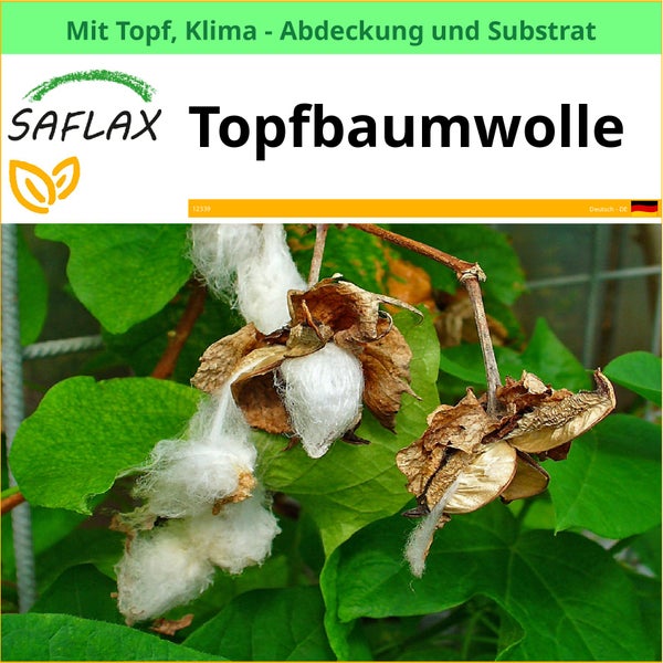 Saflax Topfbaumwolle mit Topf, Klimaabdeckung und Substrat