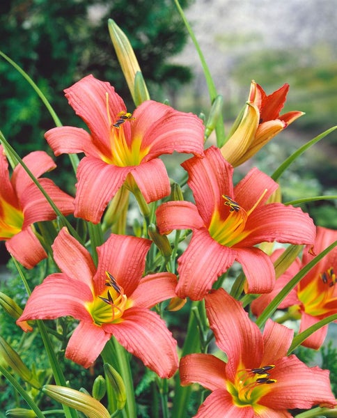 Hemerocallis x cult. 'Pink Damask', Taglilie, rosa, ca. 11x11 cm Topf