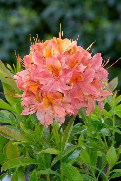 Rhododendron viscosum 'Quiet Thoughts', Sumpf-Rhododendron, 30–40 cm