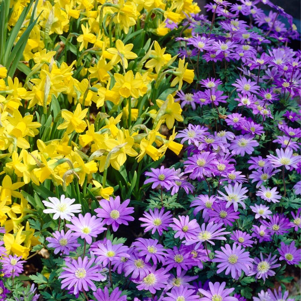 Bloomique - Mischung aus 100 - 6 Monate alten Blumen - Farbmischung - Mischung aus 7 Sorten - Blumenzwiebeln - Frühlingsblüte - Mehrjährige Pflanzen - Wächst von 5 bis 90 cm