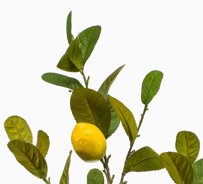 Künstlicher Zitronenzweig mit grünen Blättern, gelben Zitronen und kleinen weißen Blüten.