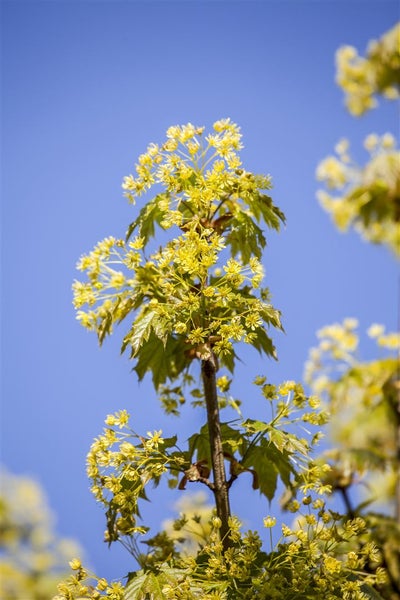 Acer platanoides 'Globosum', Kugelahorn, 150 cm Stammhöhe