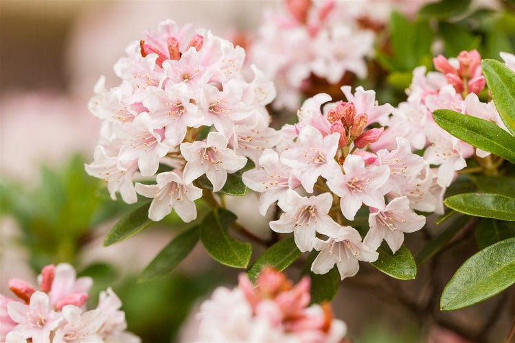 Rhododendron micranthum 'Bloombux', Kugel, immergrün, 25–30 cm