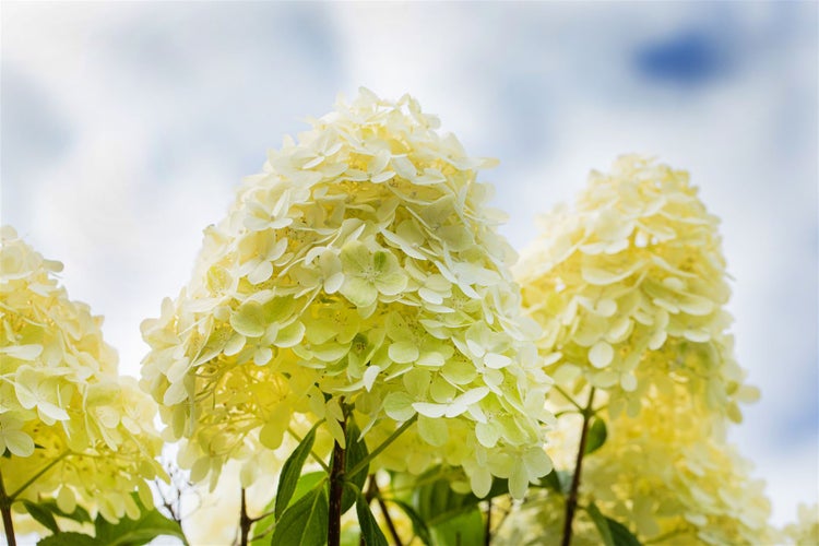 Hydrangea paniculata 'Magical Moonlight', Rispenhortensie, weiß, 60–80 cm