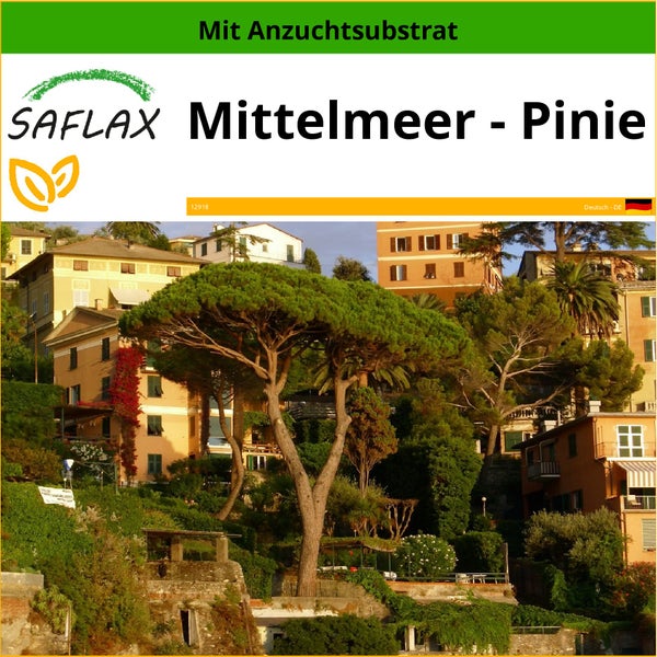 SAFLAX  - Mittelmeer - Pinie - Pinus pinea - 6 Samen - Mit keimfreiem Anzuchtsubstrat