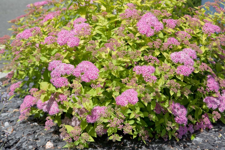 Spiraea japonica 'Double Play Big Bang', rosa Blüten, 30–40 cm