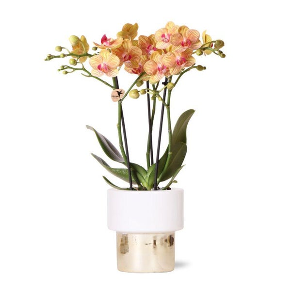 Kolibri Orchids weiße Phalaenopsis Orchidee Jamaica + Lush Topf Topfgröße 9cm 40cm hoch blühende Zimmerpflanze