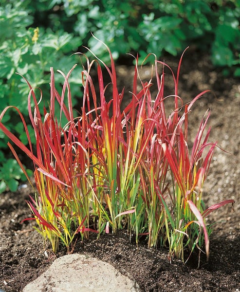 Imperata cylindrica 'Red Baron', Japanisches Blutgras, rot, 3-5 Liter Topf