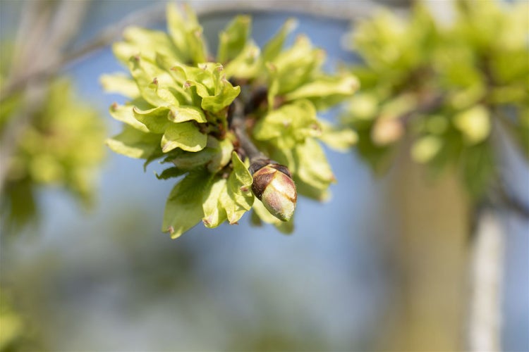 Ulmus glabra 'Pendula', Hänge-Ulme, 180 cm Stammhöhe