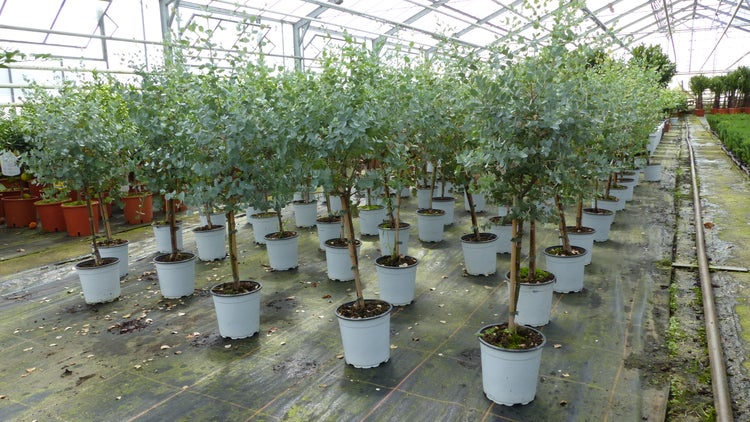 Eucalyptus Cinerea Stamm Eukalyptusbaum, 70 - 90 cm, Pflanze winterhart
