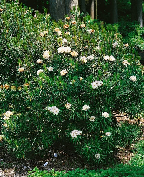 Rhododendron roxieanum var. oreonastes, immergrün, 30–40 cm