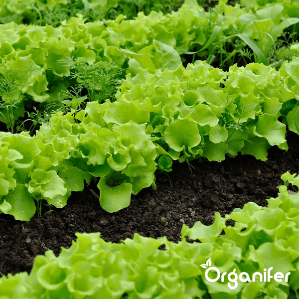 Reihen von grünem Salat im Gartenbeet