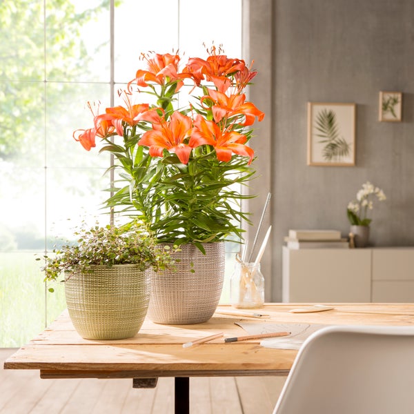 Scheurich Corteza, Blumentopf aus Keramik,  Farbe: Menta, 21,5 cm Durchmesser, 19,3 cm hoch, 4,9 l Vol.