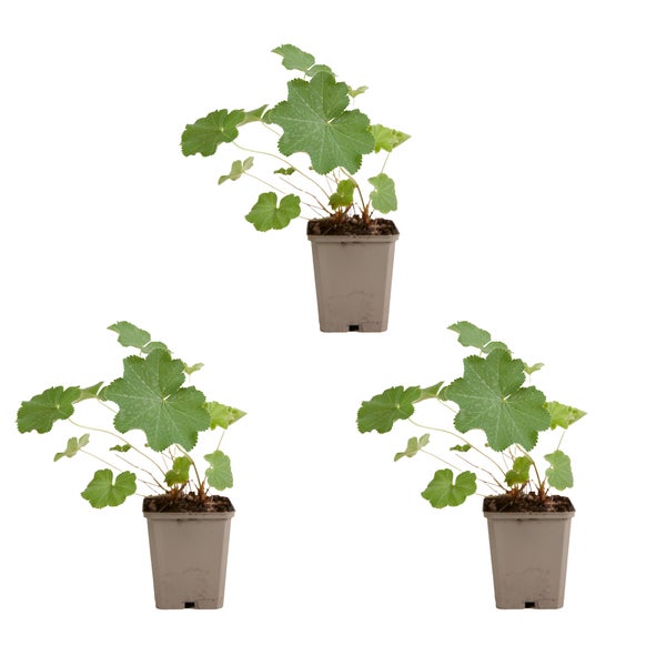 Bloomique - 3er Set - Alchemilla Mollis - Frauenmantel - Gartenpflanzen - Winterhart - Höhe 10-20cm - Topf 9x9cm