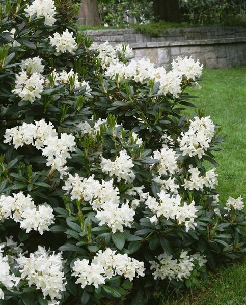 Rhododendron 'Cunninghams White', weiß, 30–40 cm, INKARHO