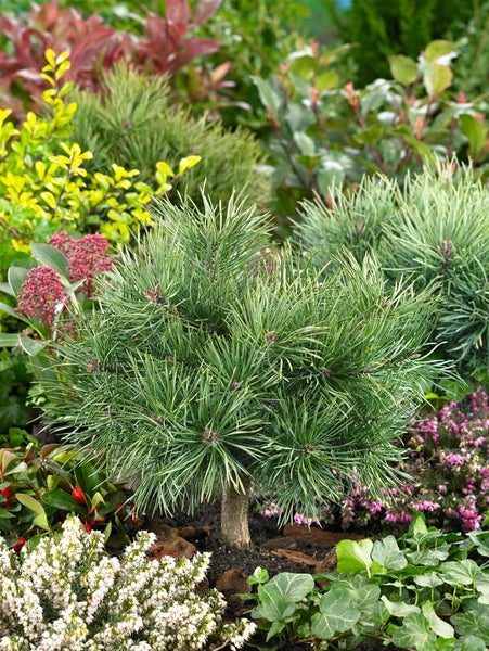 Pinus sylvestris 'Martham', Waldkiefer, 40–50 cm