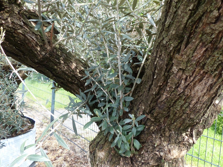 genau dieser Baum L1 Olivenbaum 250 cm, knorrige alte urige Olive winterhart
