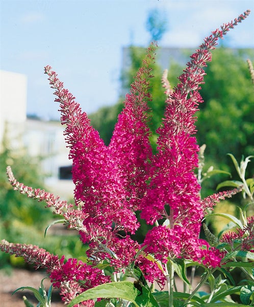 Buddleja davidii 'Summer Beauty', Schmetterlingsflieder, rosa, 80–100 cm