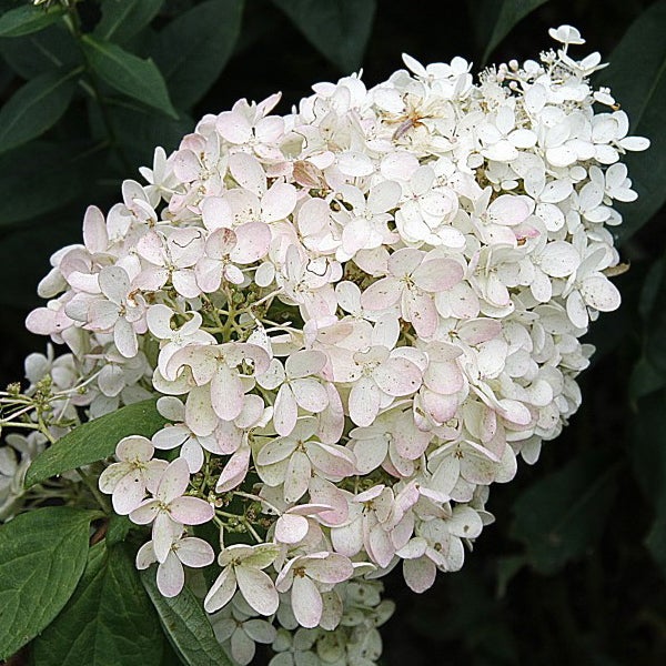 Blütenstand der Rispenhortensie mit weißen Blüten