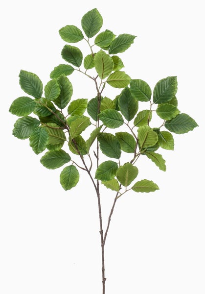 Nahaufnahme einer Zimmerpflanze mit gemusterten grün-braunen Blättern und rötlichen Stielen.