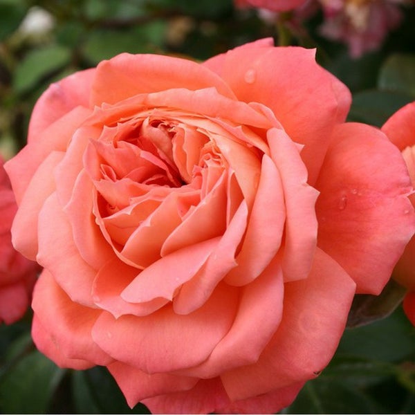 Nahaufnahme einer einzelnen Rose mit Blütenblättern