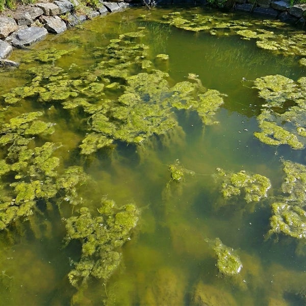 Gartenteich mit starkem Algenbefall und trübem Wasser am Rand aus Steinen.