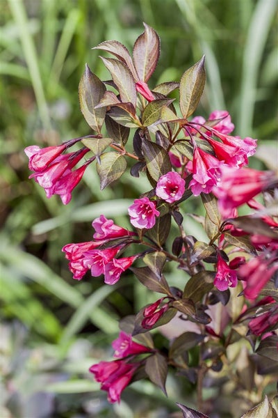 Weigela florida 'Minor Black', Weigelie, dunkelrot, 40–60 cm