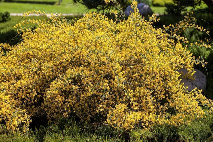 Blühender gelber Ginsterstrauch im Garten.