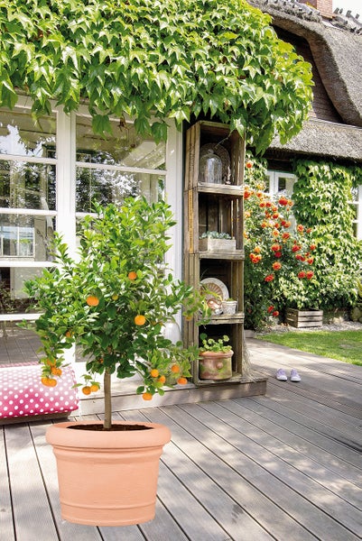Scheurich 2er Set Blumentöpfe Formia 40, rund,  aus Kunststoff Farbe: Terracotta, 40 cm Durchmesser, 29,7 cm hoch, 20,5 l Vol.