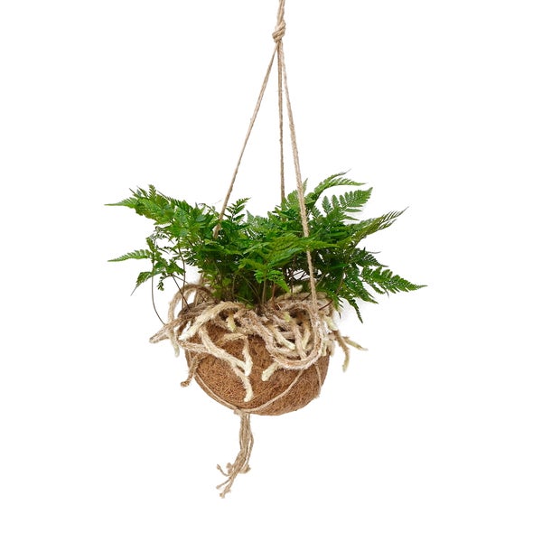 Kokodama - Tarantelfarn im XL-Kokodama-Gefäß zum Hängen - Humata tyermannii - ca. 17cm