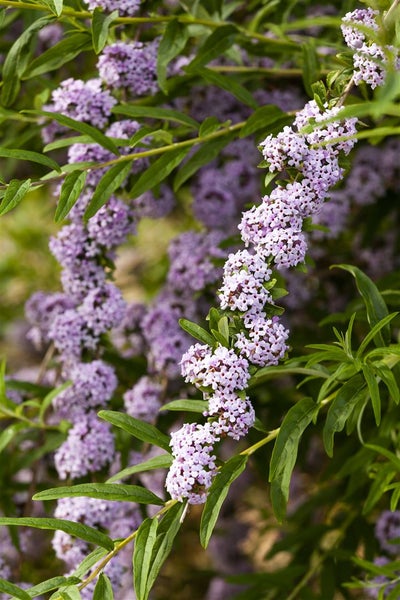 Buddleja alternifolia, Hänge-Sommerflieder, 80–100 cm, duftend