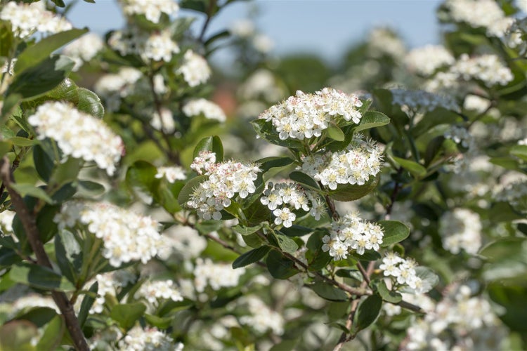 Blühende Aronia Pflanze mit weißen Blüten und grünen Blättern